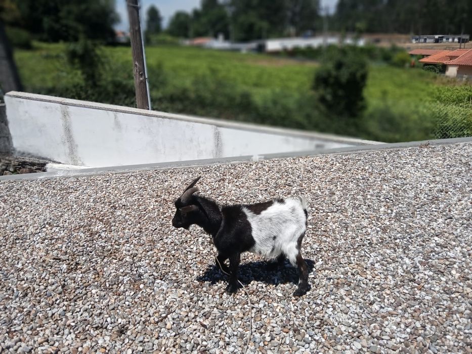 Vendo cabrito anâ