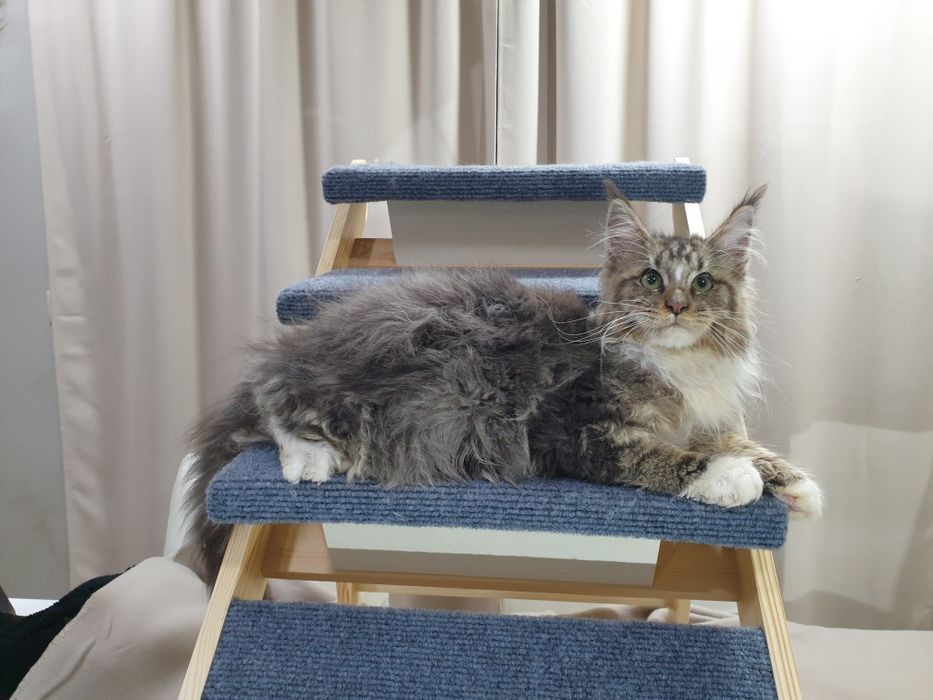 Macho  Maine Coon com pedigree