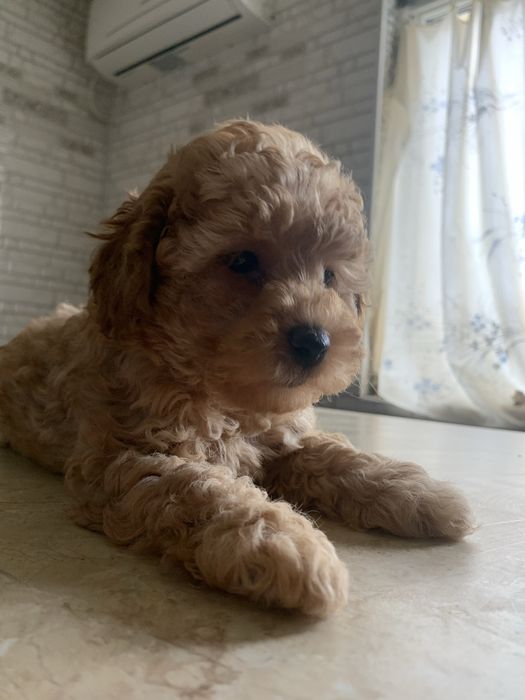 Хлопчики і дівчатка  той пуделятка