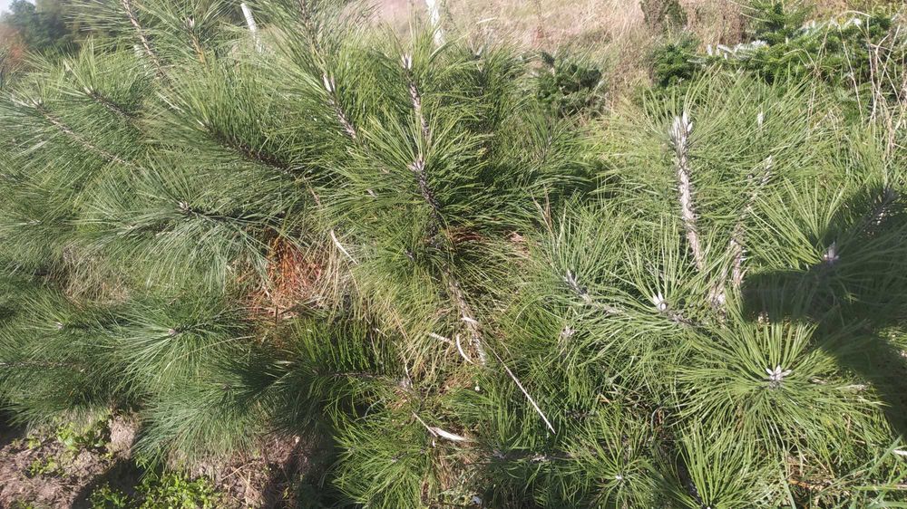 Duże ładne krzewy magnolii Kobus inne kopane okazja