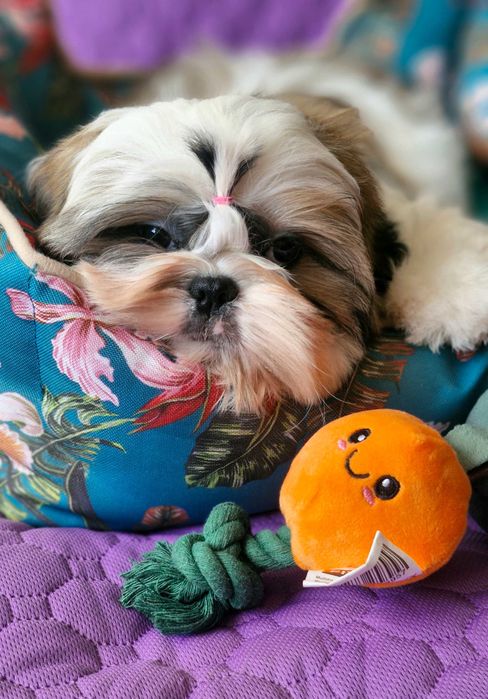 Śliczna suczka ZKwP(FCI)