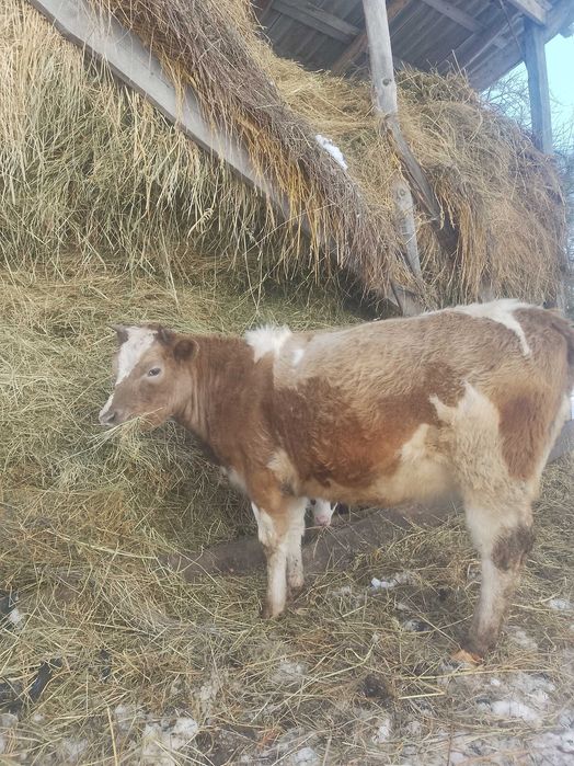 Нетель (тільна телиця,  ялівка) переїде до нових господарів