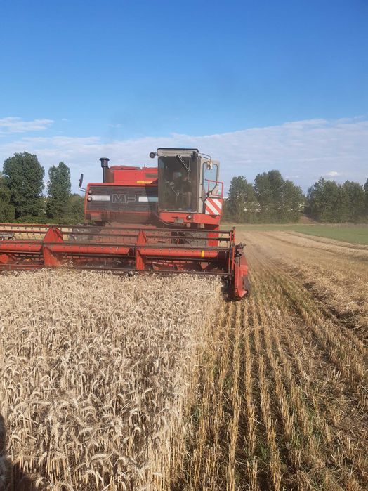 Kombajn zbożowy MF