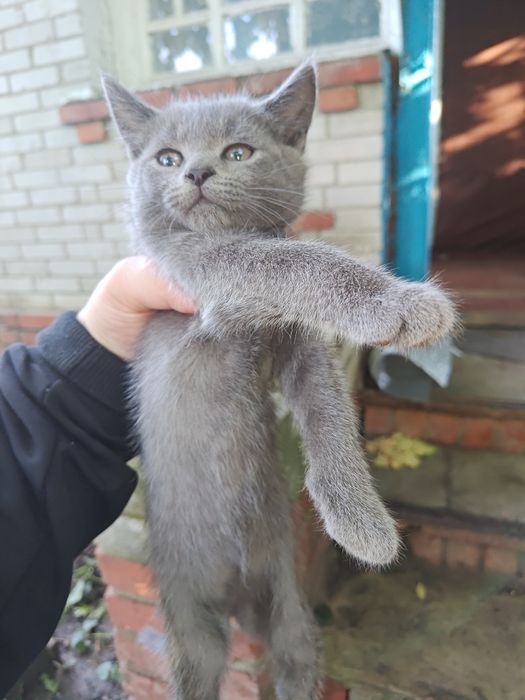 Дівчатка шукають домівку