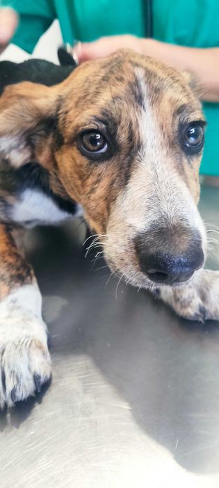 Adoção urgente - filha de cadelinha de rua