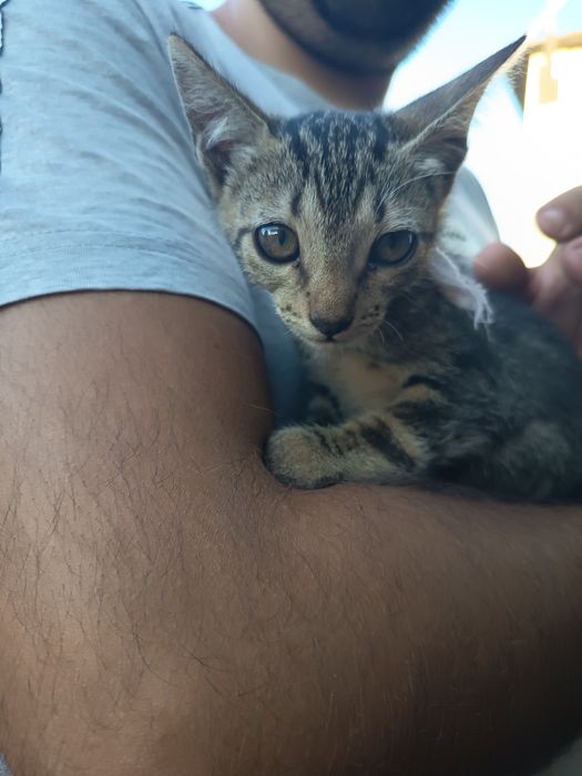 Gatinhos para adoção