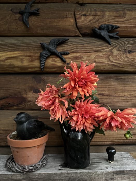 Жоржини бульби (руда)