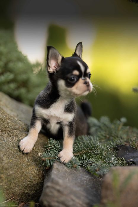 Chihuahua huski samiec