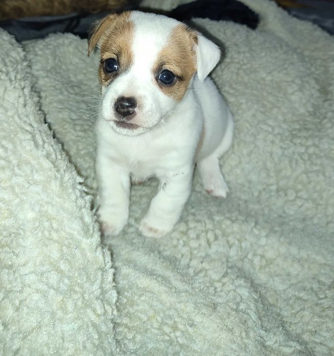 Джек Рассел тер'єр