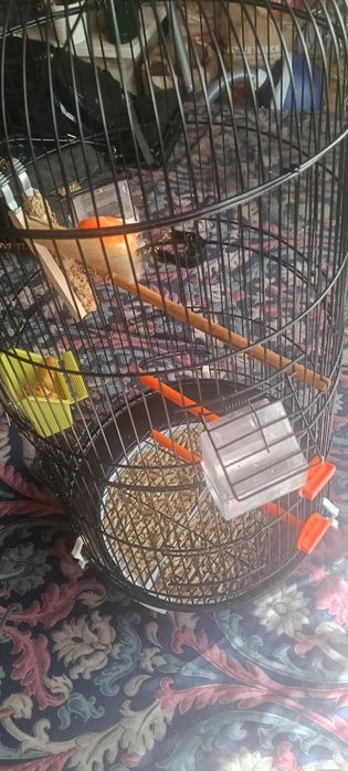 Kanarek samiec sprzedam