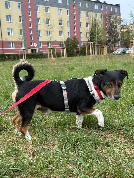 Uroczy Gucio szuka domku