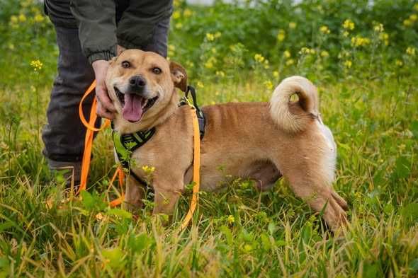 Przyjazny spokojny Marianek szuka domku