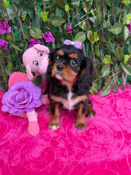 Cavalier King Charles Spaniel Fêmea