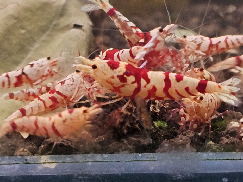 Krewetki Caridina Red Fancy Tiger