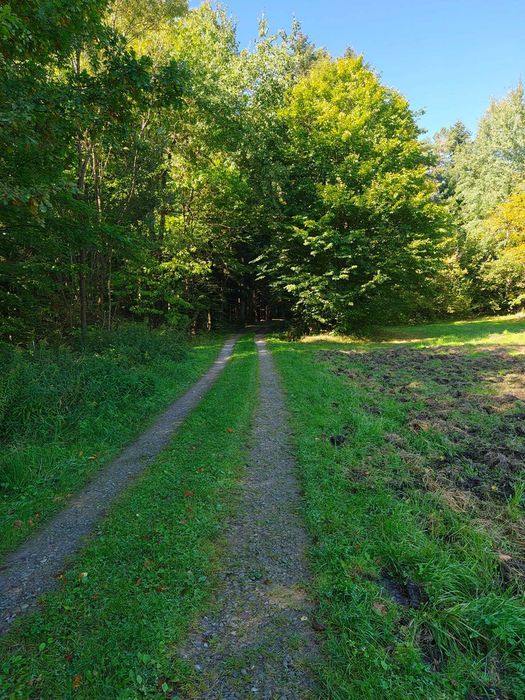 Sprzedam działkę przy lesie  116 ar Bączal Górny gmina Skołyszyn