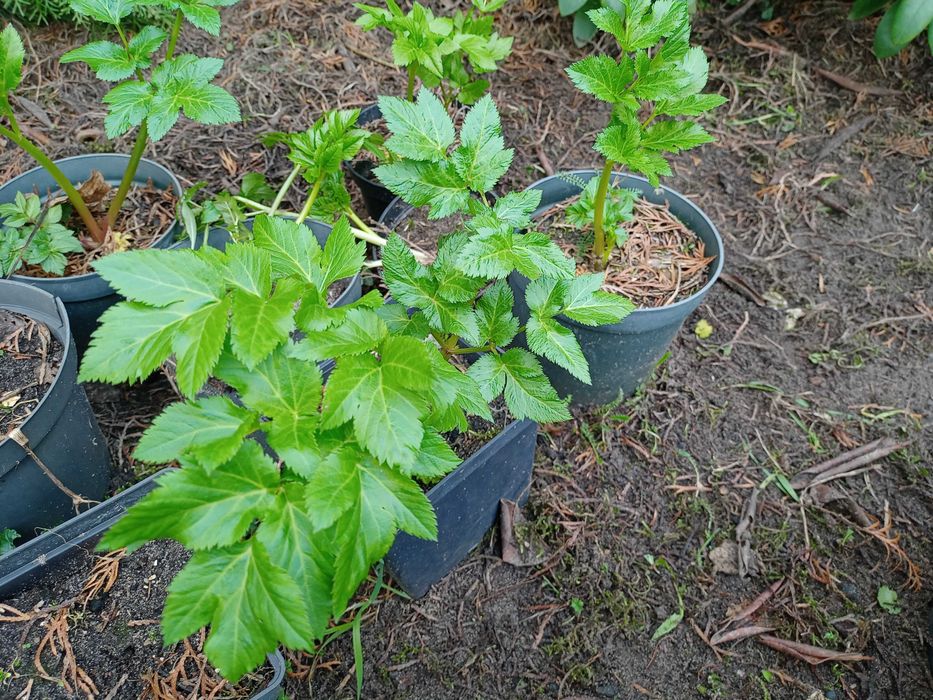 Sadzonki arcydzięgla, nasiona i świeży korzeń arcydzięgla