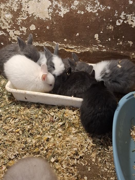 Coelhos anões-1kg em adulto. Criados em ambiente familiar.