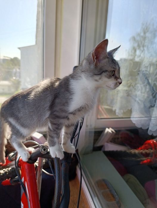 Кіт. Котик. Кошеня.