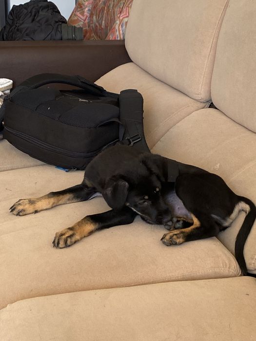 Tenho um cãozinho de 4 meses para adoção