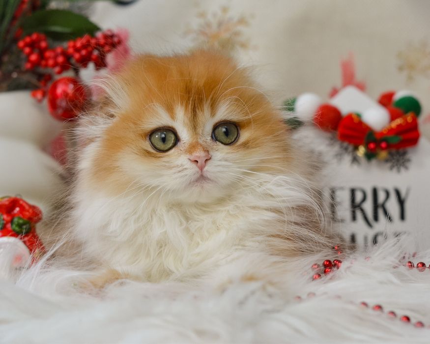 Неймовірна красуня