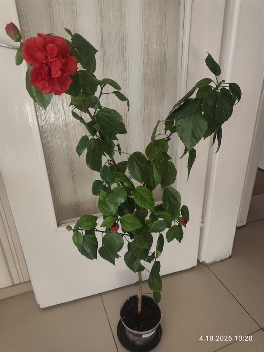 Chińska róża w doniczce. (Hibiscus)