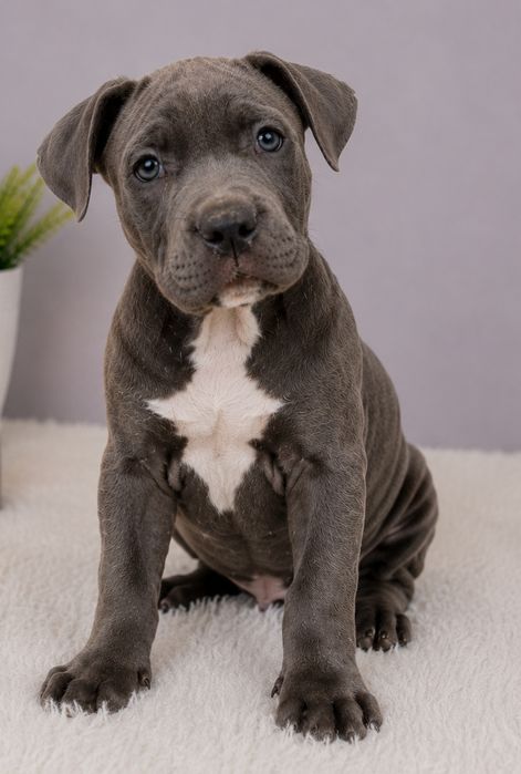 Cudowny piesek Amstaff blue!