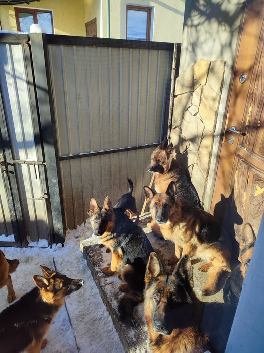 Щенята варті УВАГИ !!!