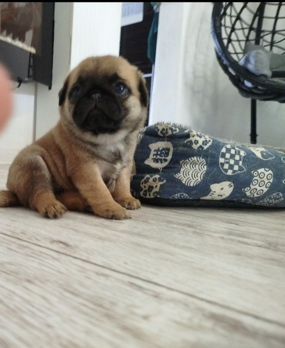 Mops suczka 05.01.2026