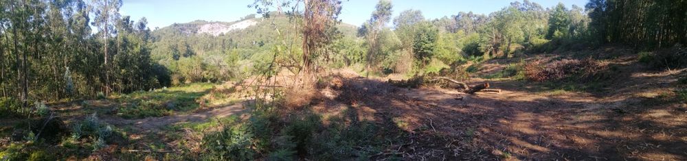 Terreno Rústico (cultivo)