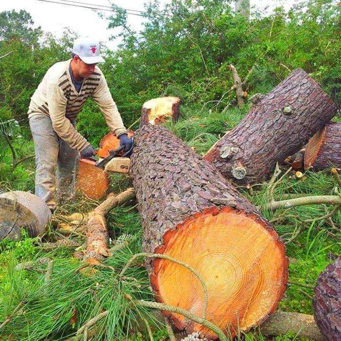Corte de árvores - ILHA DA MADEIRA