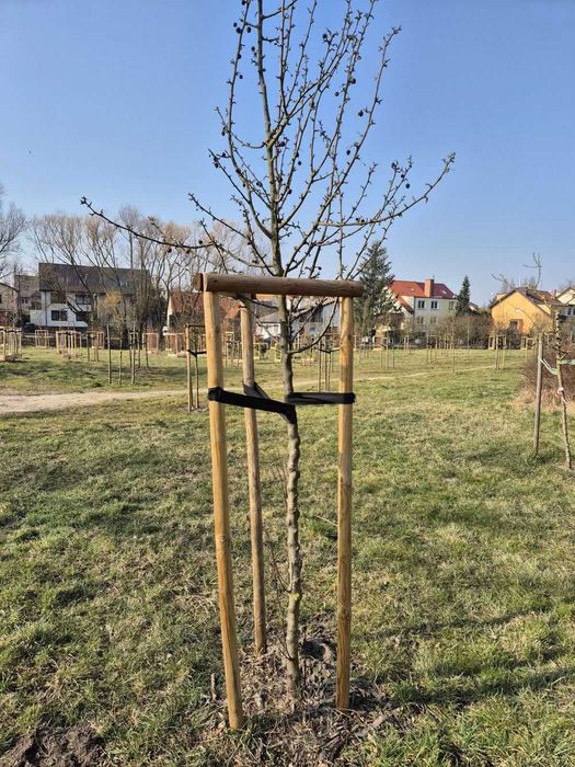 Podpora do drzew KATALP 2,5m – zestaw impregnowany (taśmy + wkręty)