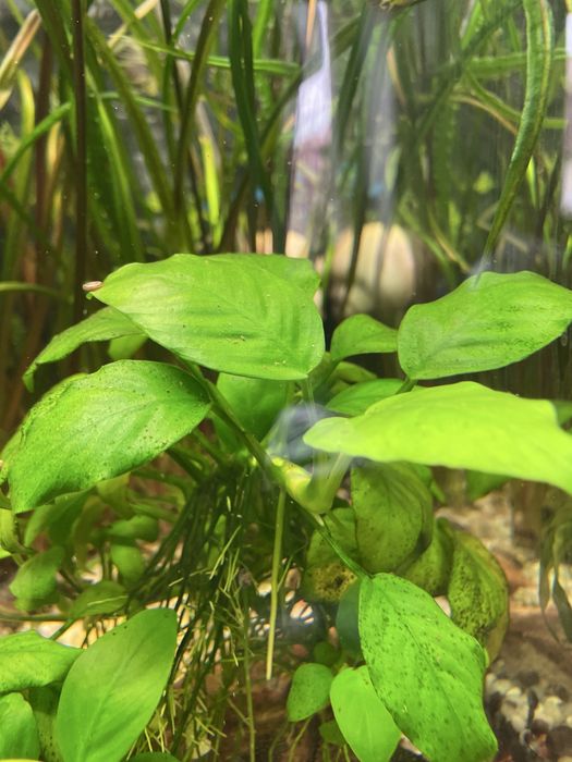 Mikrozorium, microzorium, microsorium Roślinka roslina akwariowa