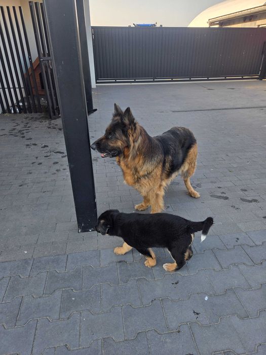 Oddam  w dobre ręce pieski .