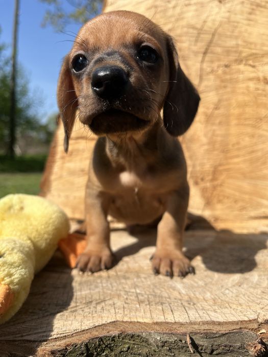 Цуцики такси, таксята