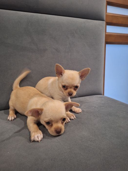 10tyg piesek chihuahua kremowy