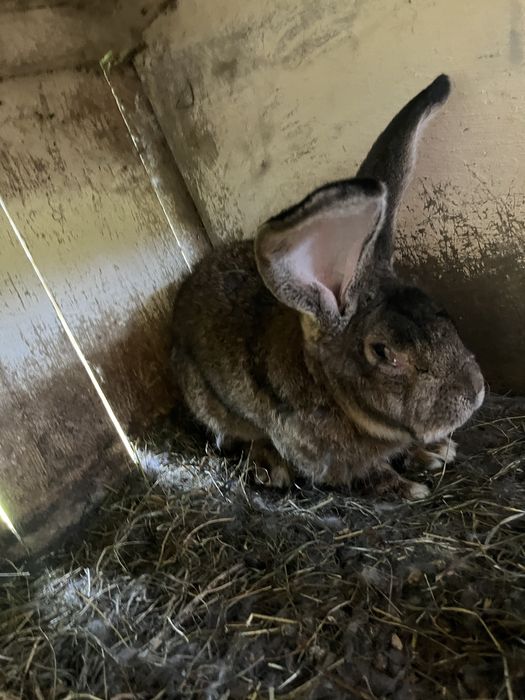 Кролі породи Фландер