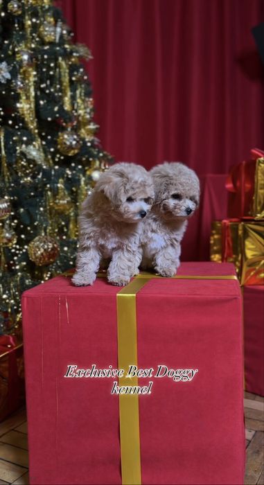 Карамель з золотом цуценята мальтіпу ф1. Суперові шикарні найкращі
