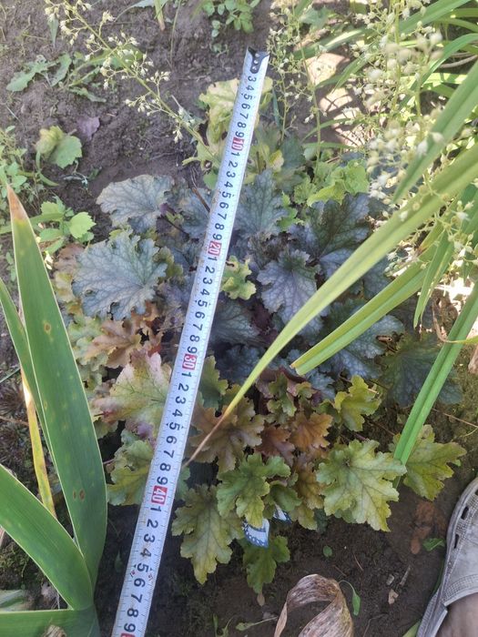Żurawka sadzonka 50cm