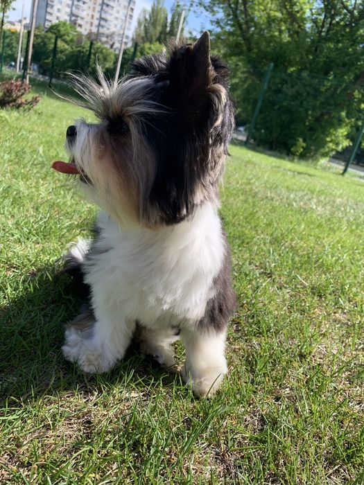 Вязка Бивер Йорк