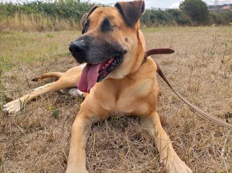 Milagre - cão grande para adoção