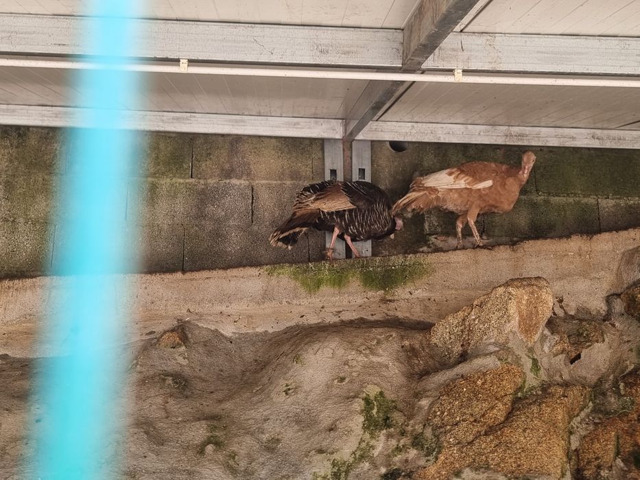 Peruas novas a pôr.