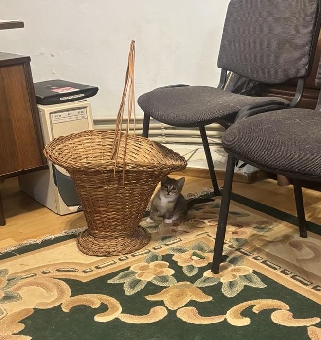 Віддамо кошенят в добрі руки.