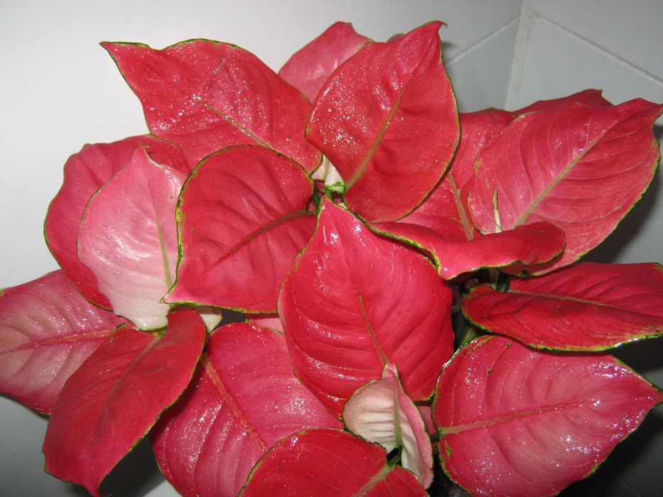 калатея аглаонема филодендрон драцена  дек. лиственные цветы от200грн