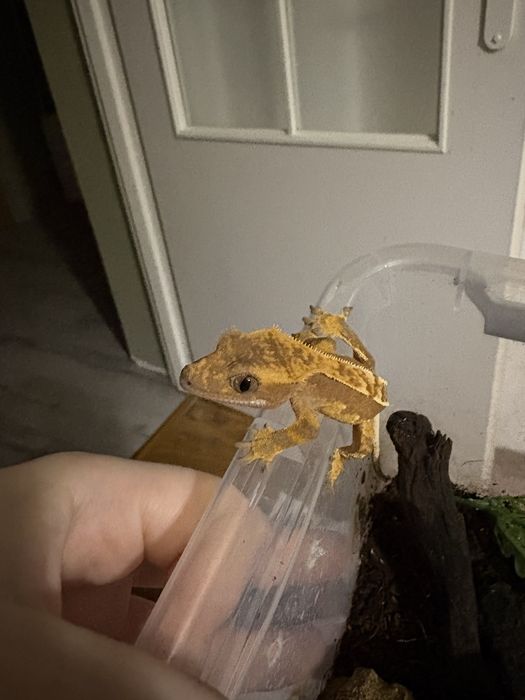 Gekon orzesiony + wyprawka