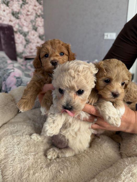 Собака мальтіпу, цуценята