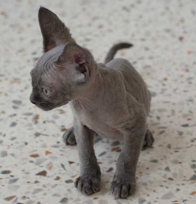Kocurek Devon rex  rodowód