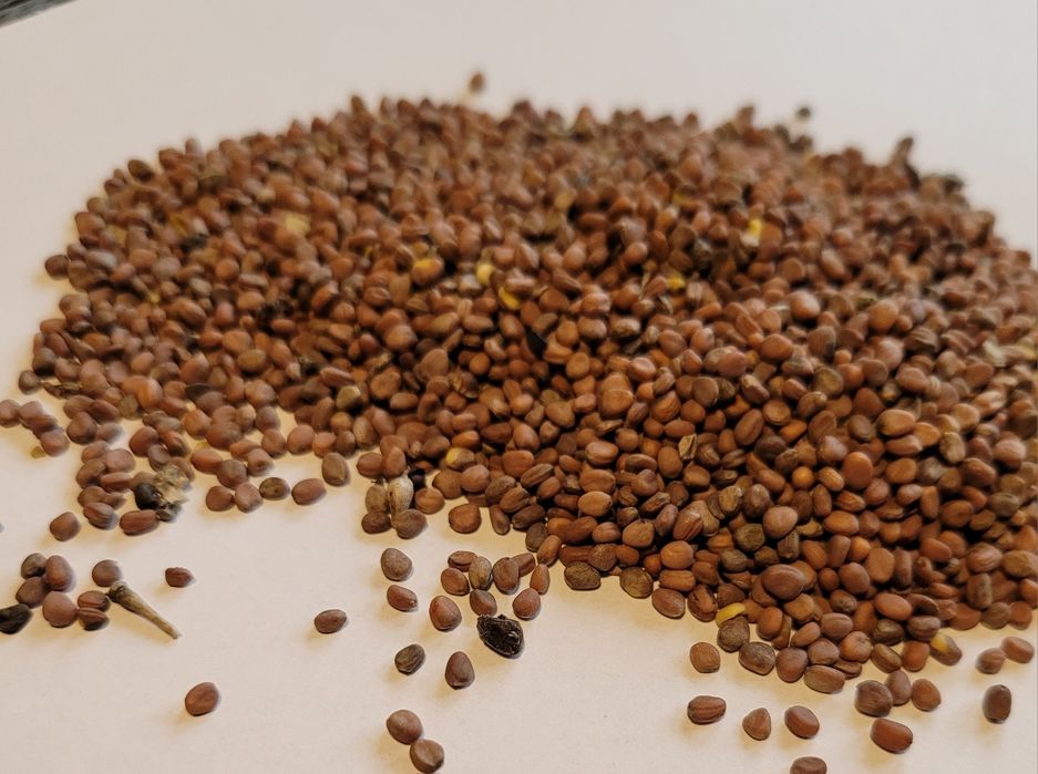 Rzodkiew oleista WYSYŁKA SUPER JAKOŚĆ paszowa