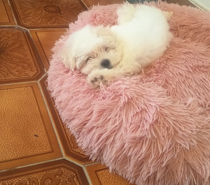 Bichon maltes fêmea lindíssima