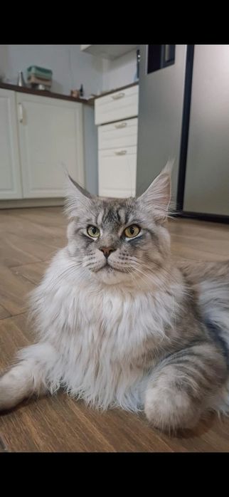 Reproduktor Maine Coon