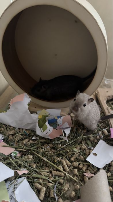 Миша піщанка пара самок монгольська мишка